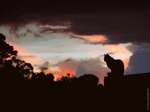 Foto Joi Bianchin.