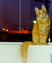 Foto Joisele Bianchin.