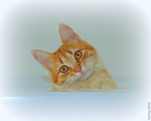 Foto Joi Bianchin.