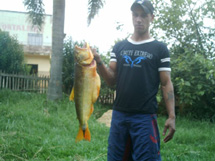 Dourado de 3,3 kg pescado em um rio de Caçador, resultado do repovoamento de peixes que vem sendo feito pela Epagri nos afluentes do Rio do Peixe. Foto enviada por Gabriel Leite, gerente da Estação Experimental da Epagri de Caçador. Nov 2008.