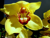 Orquídea e sua beleza. Foto Erci Bohrer.