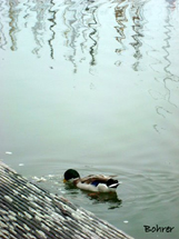 Reflexo no lago. Foto Erci Bohrer.