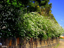 Primavera chegando. Foto Erci Bohrer.