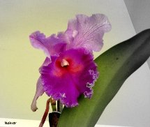 A beleza de uma orquídea. Foto Erci Bohrer.