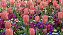 Tulipas rosas. Foto Erci Bohrer.