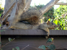 Foto enviada por Iara Riperti. "Esquilo registrado em minha casa em Los Angeles". Nov. 2008.