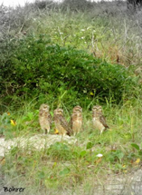 Família de Corujas. Foto Erci Bohrer.