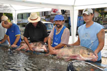 Venda de peixe vivo na Feira do Produtor Rural. Foto divulgação.