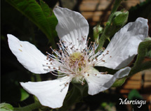 "Flor de amora". Foto Márcia Guzela.