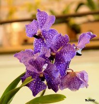 Orquídea lilás. Foto Erci Bohrer.