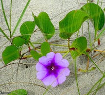 Uma flor na areia.Foto Erci Bohrer.