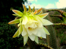 Flor de cactus. Foto Celio e Meri Polo.