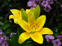 Beleza das flores. Foto Maria Angélica Fauro. Março 2009.