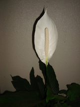 "Flor solitária". Foto Erci Bohrer.