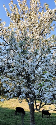 Florada da pereira.
