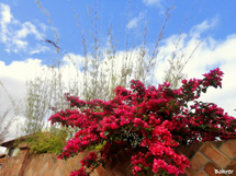 As flores e sua beleza. Foto: Erci Bohrer.