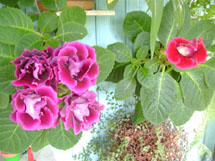 Flores. Foto P. Zanotto.