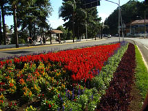 "O contraste de cores das flores". Foto de Rodrigo Ferlin, fev 2009.