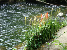 Flores à beira do rio. Foto Erci Bohrer.