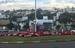 Rótula florida. Caçador-SC.