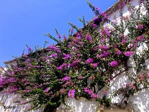 Natureza em flor. Foto Erci Bohrer.
