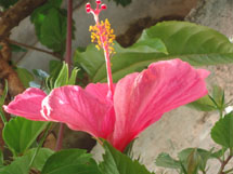 Foto Samira Pontes.