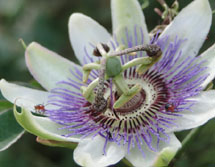 Flor de Maracujá do mato e seus visitantes. Foto Márcia Helena Kramer.
