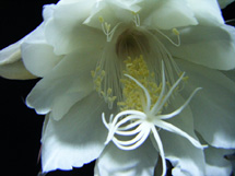 Flor "dama da noite". Foto enviado por Jane martins de Mello.
