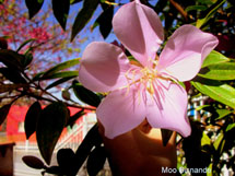 Foto Moo Sisnande.