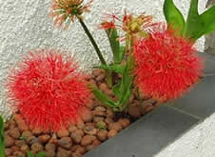 A Estrela-de-Natal é uma planta especial. Bulbosa, acorda no início do verão com uma inflorescência arredondada composta por muitas flores pequenas e vermelhas. Foto Luiz Silva.