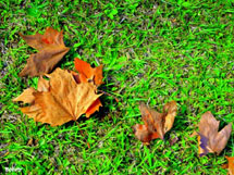 Folhas secas. Foto Erci Bohrer.