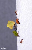 Formigas trabalhando. Foto Erci Bohrer.