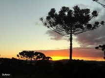 Araucária e por do sol. Foto Erci Bohrer.