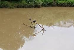 Passaros no Rio do Peixe