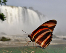 Foto: Fabrício Mitterer. "Em viagem às Cataratas do Iguaçú semana passada".