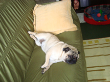 Cão da raça Pug. Foto: Arlindo Colussi.