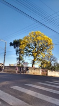 Ipê-amarelo em frente ao INSS, no centro de Caçador. A flor, que é símbolo do Brasil, anuncia a proximidade da primavera. Foto Cleriton Freire.