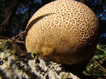 Cogumelo conhecido como "pó-do-diabo", encontrado no sub-bosque de um reflorestamento de espécies exóticas. Foto Rodrigo Ferlin. Dez 2008.