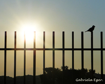Foto tirada dia 9/10/2011 em um fim de tarde em Caçador. Foto Gabriela