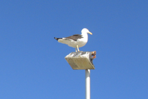 Gaivota. Foto Erci Bohrer.