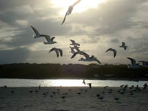 Gaivotas. Foto Erci Bohrer.