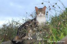 A Gata dos Molhes. Foto: Ronaldo Amboni.