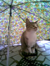 Gata (Djin Grey) se protegendo da chuva! Foto Kamila de Andrade Mroz.