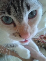 Foto da minha gata Maria Joaquina. Enviada por - Rafael Cezar Gabiatti.