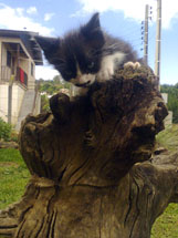 Foto enviada por Samantha Ferrari Marsaro. Envie também sua foto para  contato@cacador.net