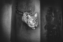 Foto:Oliveira Fotografias.