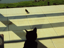 Gato de olho no canário. Foto Eliane Mezalira.
