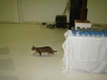 Um gato deu o ar da graça durante inauguração da Arena Multi Uso da Uniarp. Foto Alessandro Schnneider.