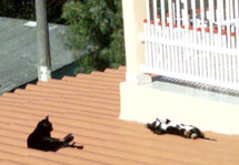 Gatos aproveitam o sol de inverno para se aquecer. Foto Mauro Machado.