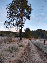 Geada dia 01/07/2021. Caçador-SC.